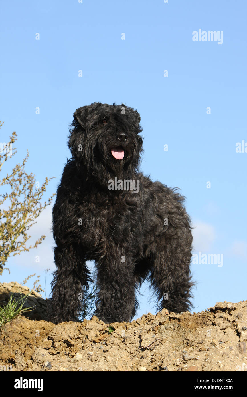 Chien Bouvier Des Flandres Bovins Adultes Flandre Chien