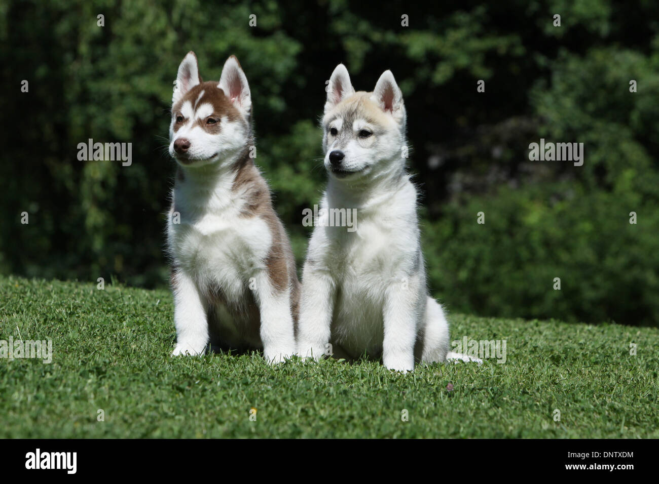 Chien Husky de Sibérie / deux chiots assis dans le jardin Banque D'Images