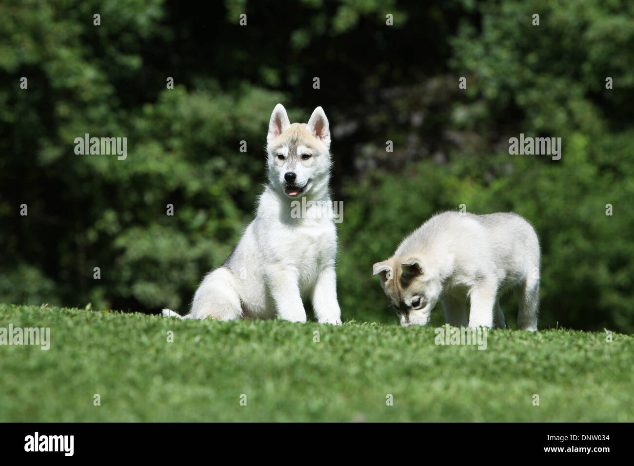 Chien Husky de Sibérie / deux chiots dans un jardin Banque D'Images