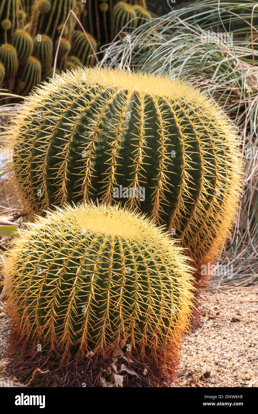 Deux des cactus Banque D'Images