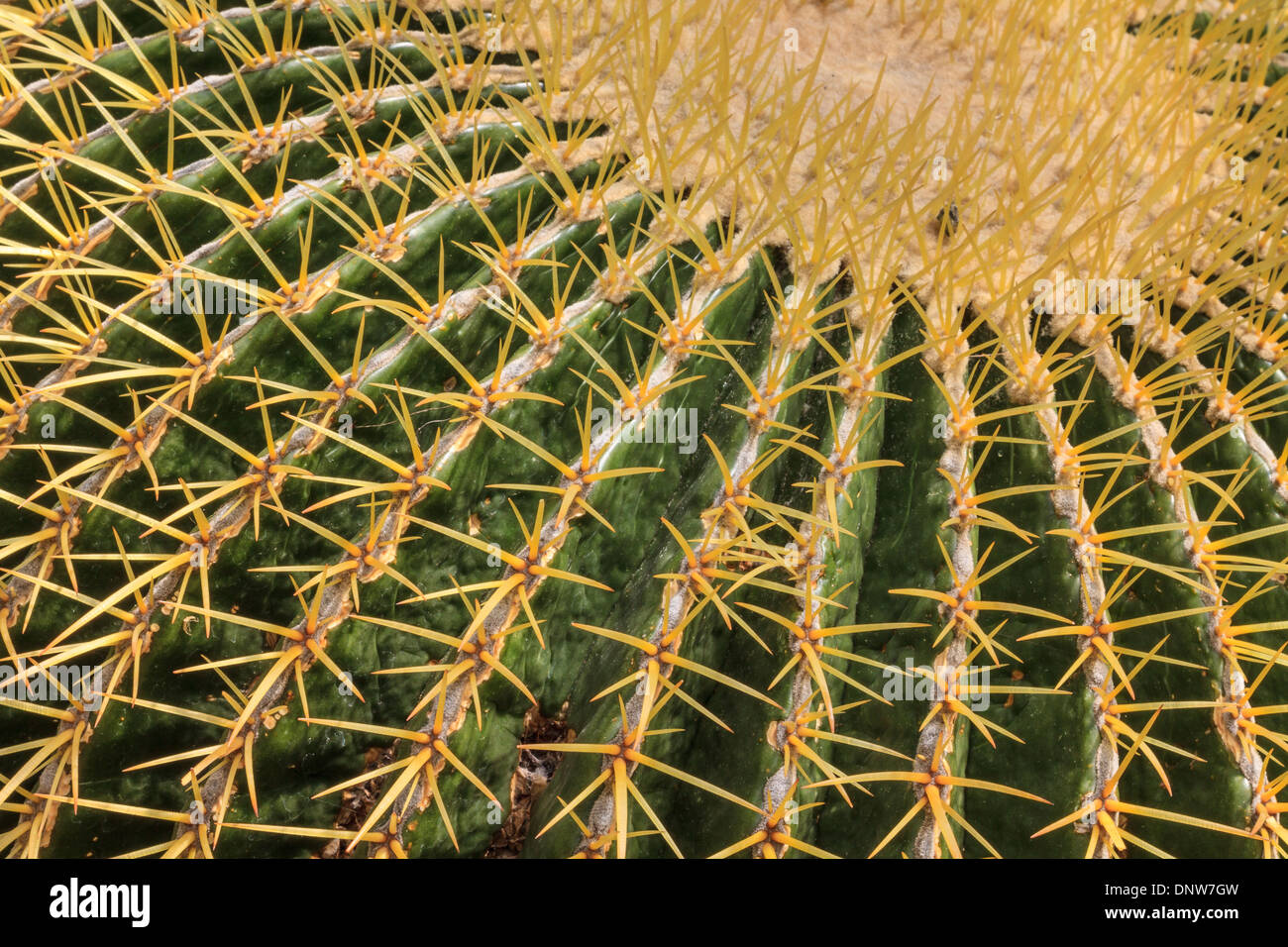 Cactus (vue en gros avec des aiguilles) Banque D'Images