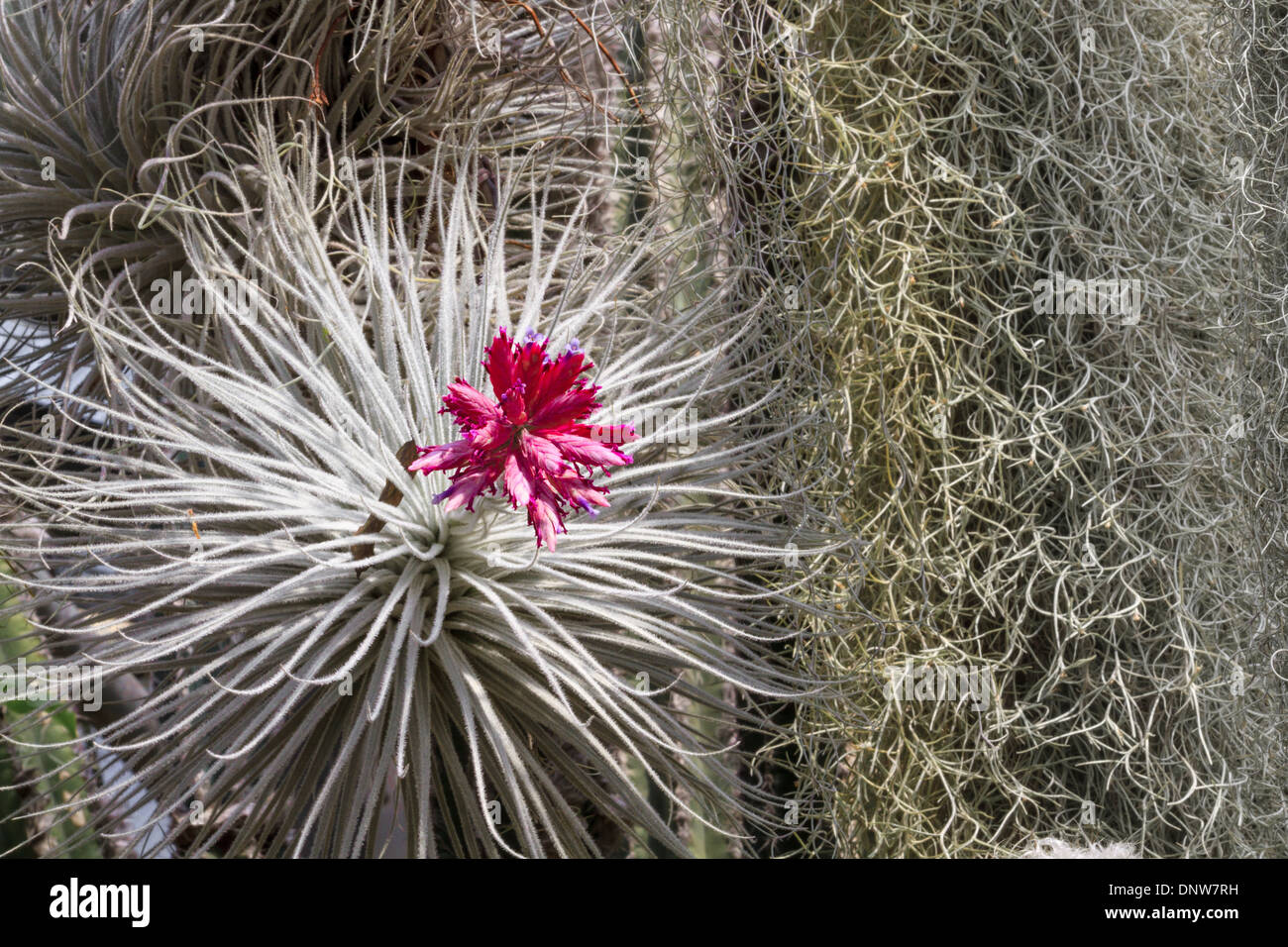 Fleur de cactus (vue en gros) Banque D'Images