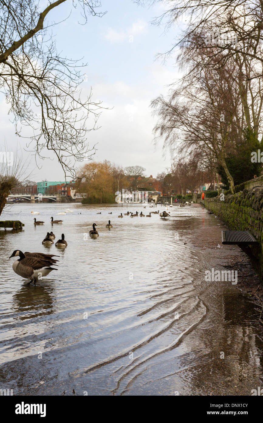Windsor, Royaume-Uni. 6 janvier, 2014. La Tamise a éclaté ses rives à Windsor, Berkshire, l'inondation de la voie à côté de la rivière. Le Royaume-Uni a été prépare donc pour plus d'orage aujourd'hui. Credit : Ed Brown/Alamy Live News Banque D'Images