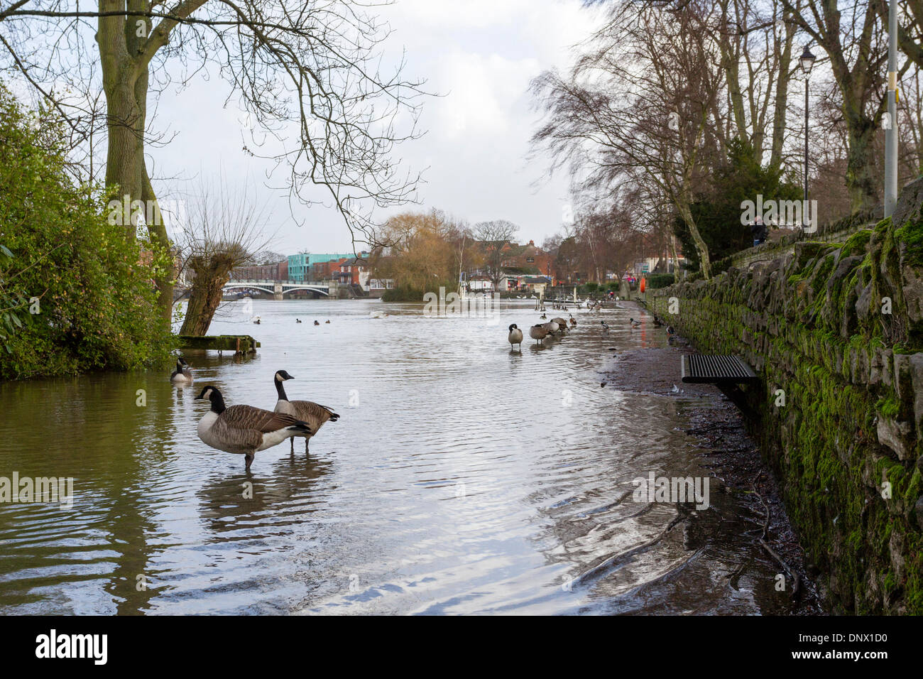 Windsor, Royaume-Uni. 6 janvier, 2014. La Tamise a éclaté ses rives à Windsor, Berkshire, l'inondation de la voie à côté de la rivière. Le Royaume-Uni a été prépare donc pour plus d'orage aujourd'hui. Credit : Ed Brown/Alamy Live News Banque D'Images