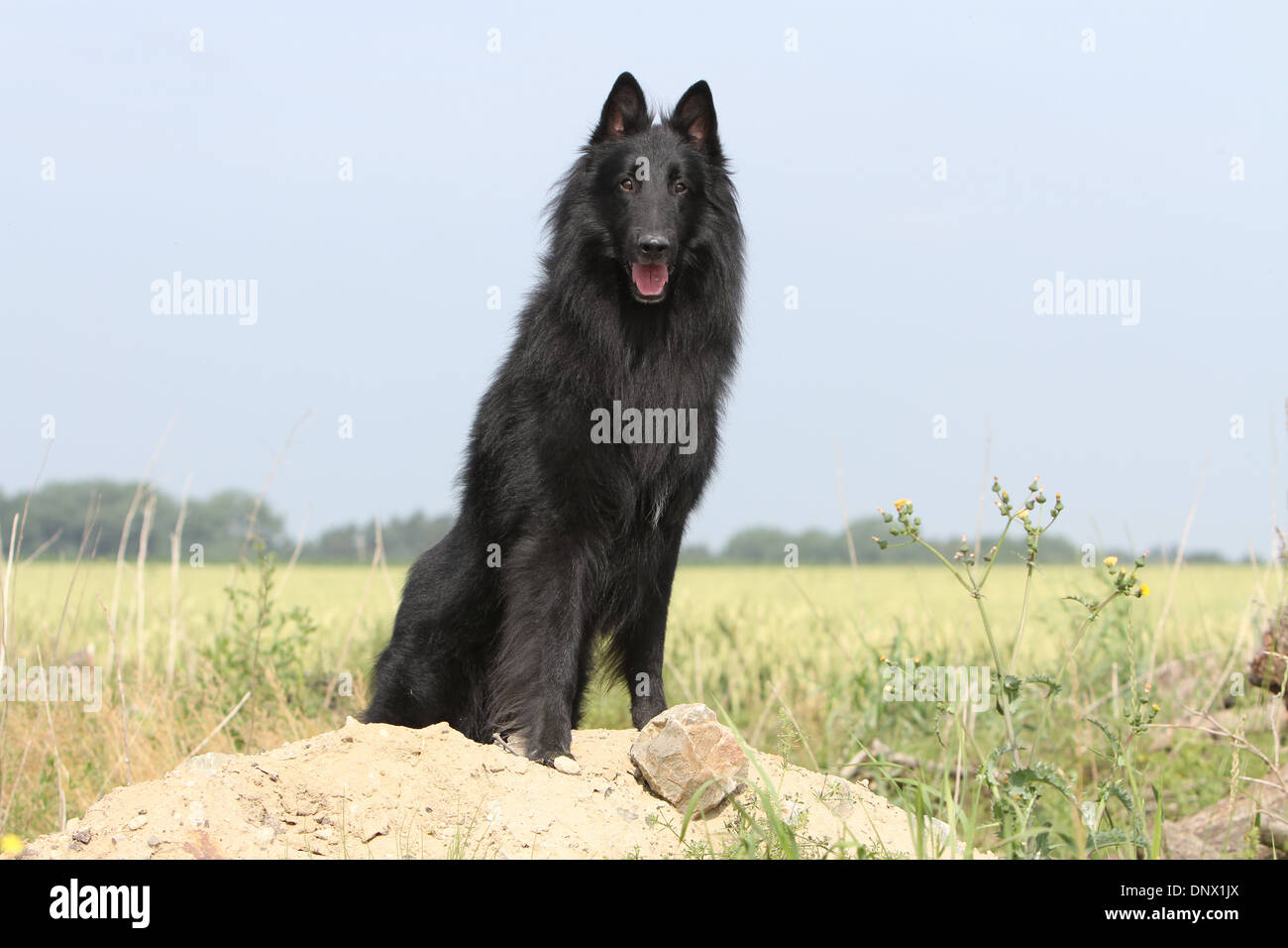 Chien Berger Belge Groenendael / adulte assis sur un tas de saleté Banque D'Images