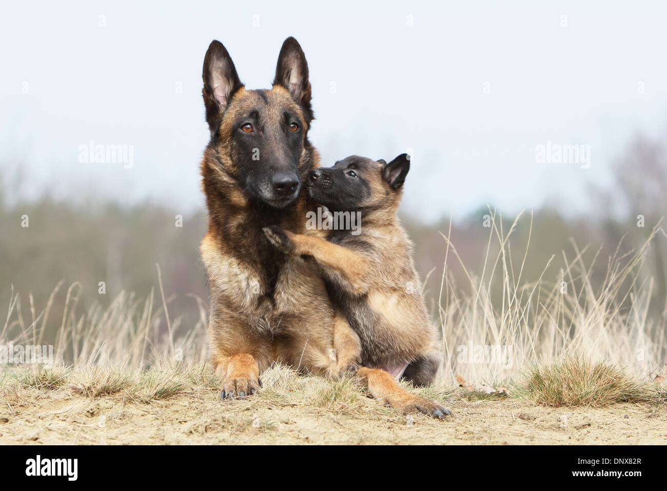 Chien Berger Belge Malinois chiots et adultes Banque D'Images