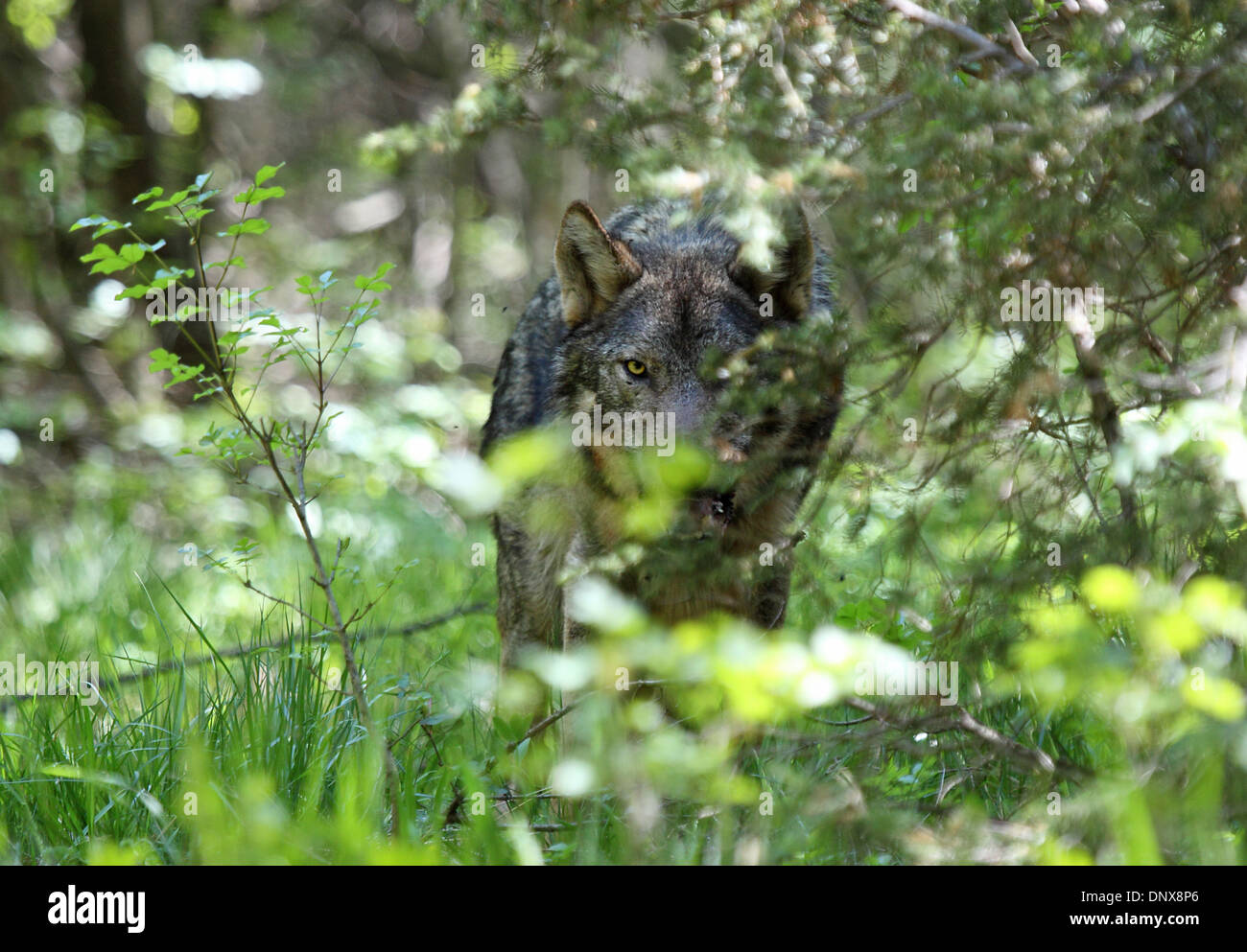 Loup gris sauvages dans la région de montagnes Dinariques, Slovénie Banque D'Images