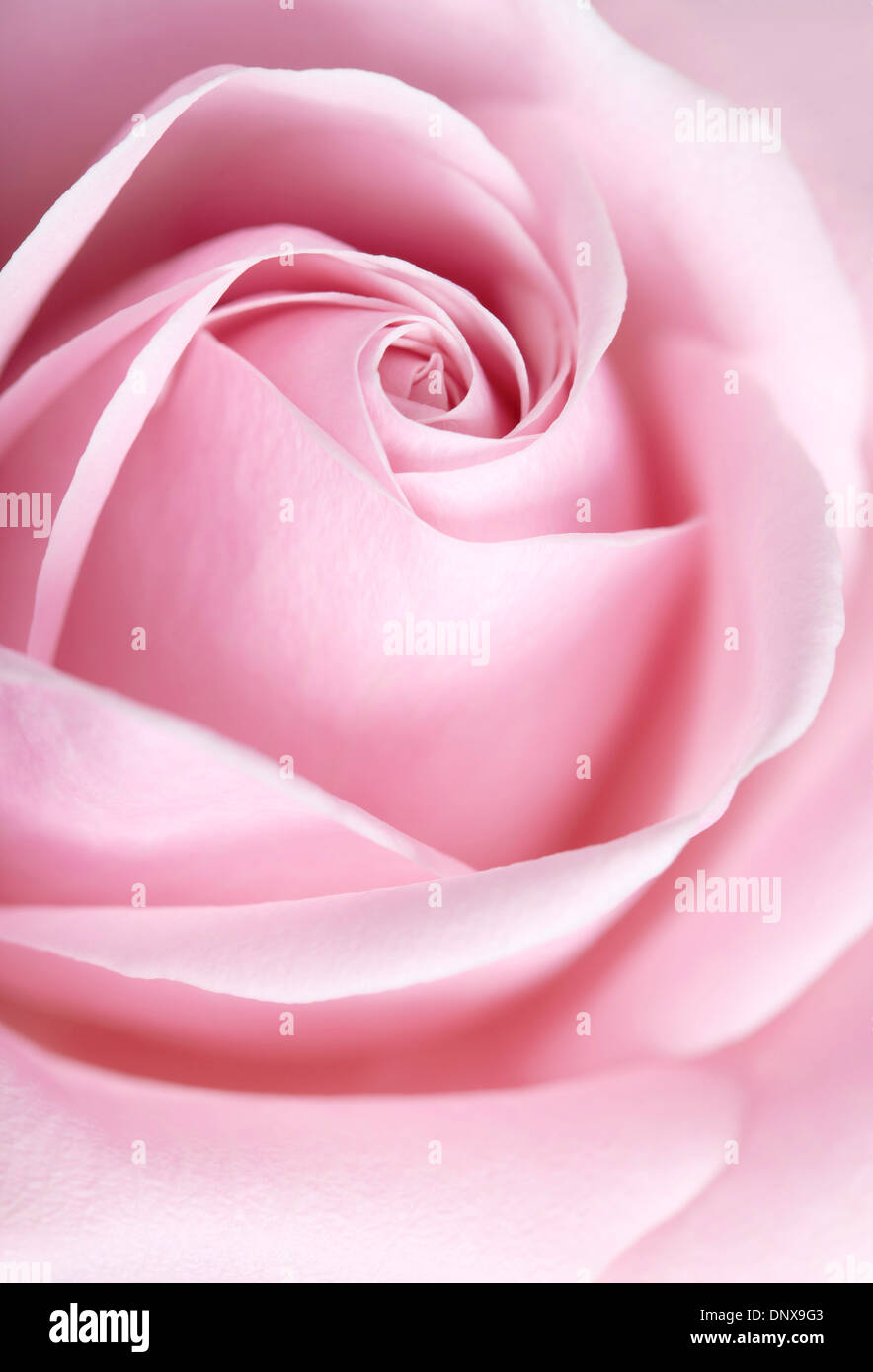 Full Frame shot of soft pink flower rose avec une faible profondeur de champ avec l'accent sur le centre de la fleur : Banque D'Images