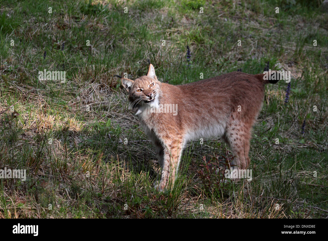 Lynx d’Eurasie Banque D'Images