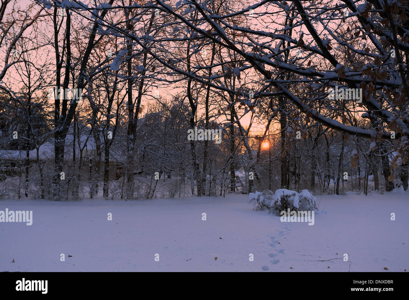 La tempête de neige à Indianapolis le Jan 6, 2014. Après un lever de pied de neige au sol derrière les arbres sans feuilles. Banque D'Images