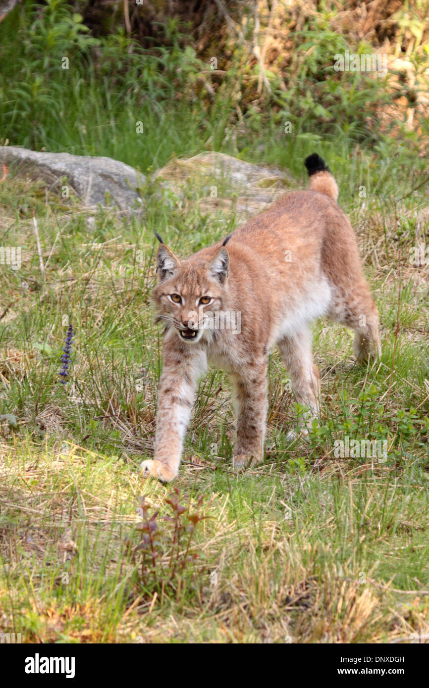 Lynx d’Eurasie Banque D'Images