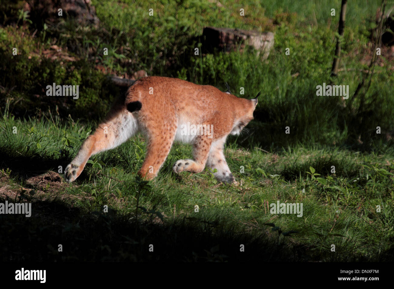 Lynx d’Eurasie Banque D'Images