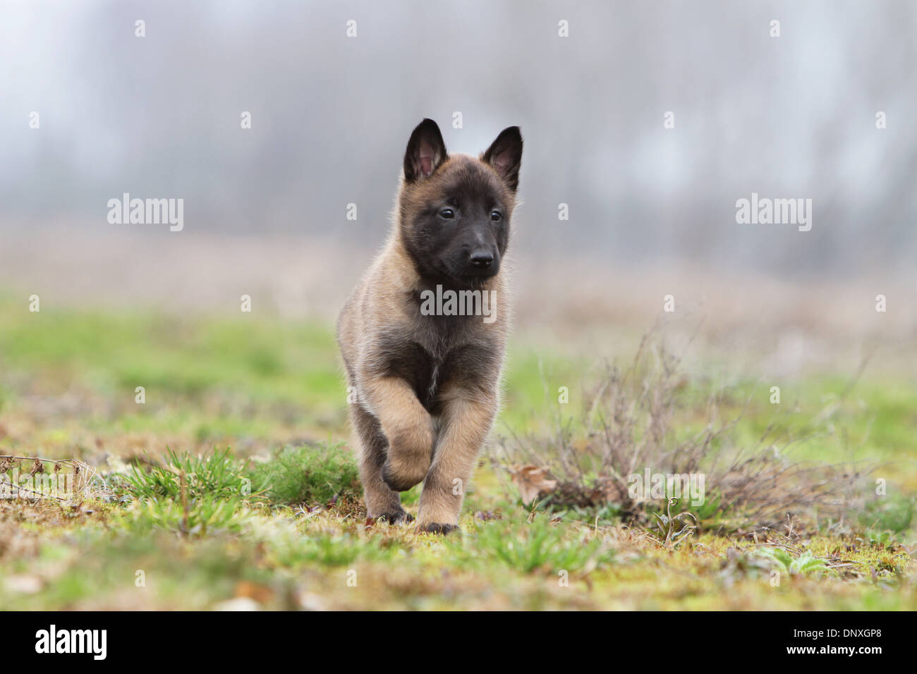 Chien Berger Belge Malinois Chiot Sexécutant Dans Un