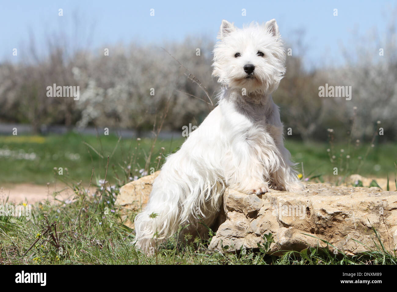 Chien West Highland White Terrier Westie / hot dans un pré Banque D'Images