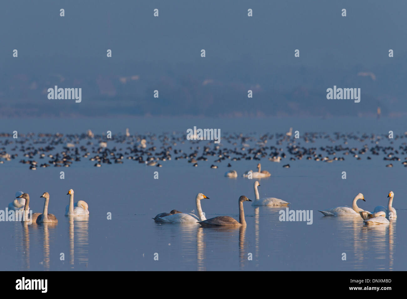 Cygne chanteur (Cygnus cygnus) troupeau baigne parmi les canards du lac en hiver Banque D'Images