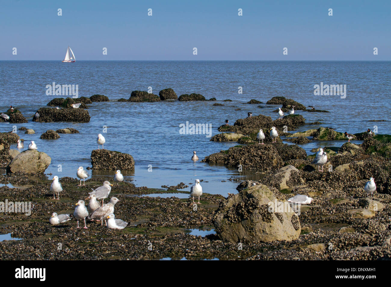 Les mouettes et les échassiers qui se nourrissent de rochers le long de la piscine de marée à marée basse le long de la côte de la mer du Nord Banque D'Images