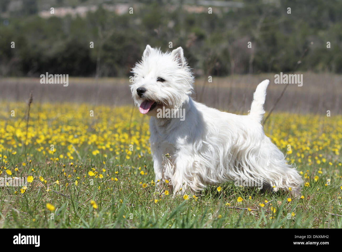 Chien West Highland White Terrier Westie / hot dans un pré Banque D'Images