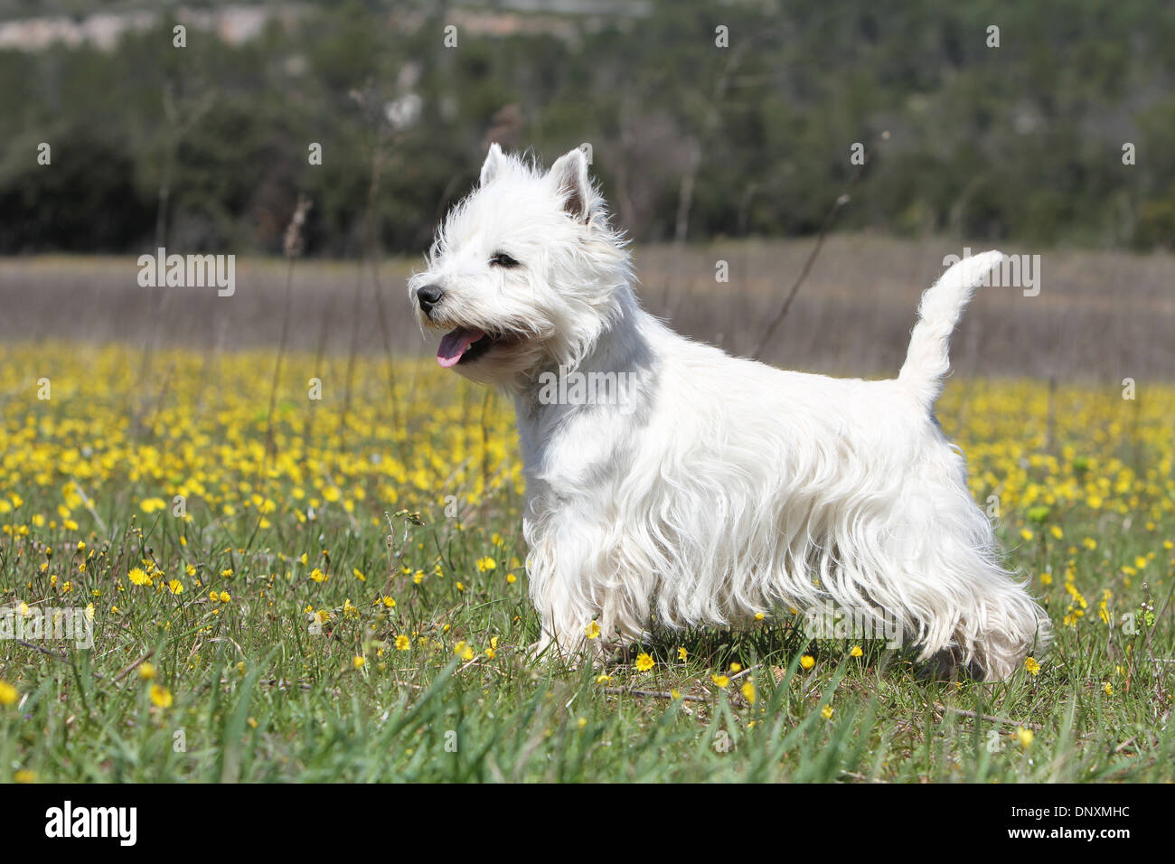 Chien West Highland White Terrier Westie / hot dans un pré Banque D'Images