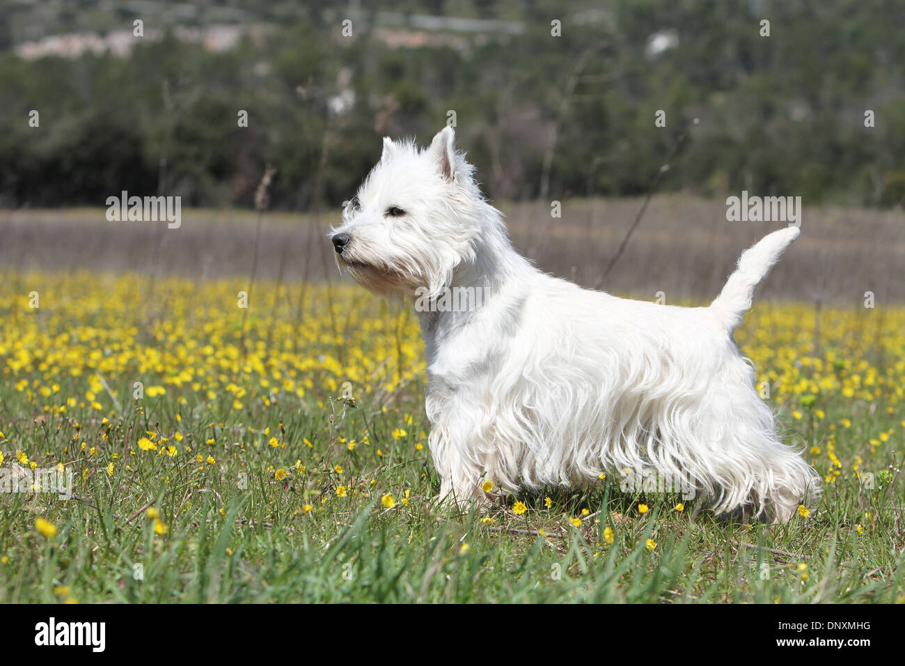 Chien West Highland White Terrier Westie / hot dans un pré Banque D'Images