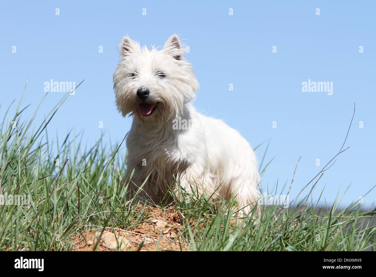 Chien West Highland White Terrier Westie / hot dans un pré Banque D'Images