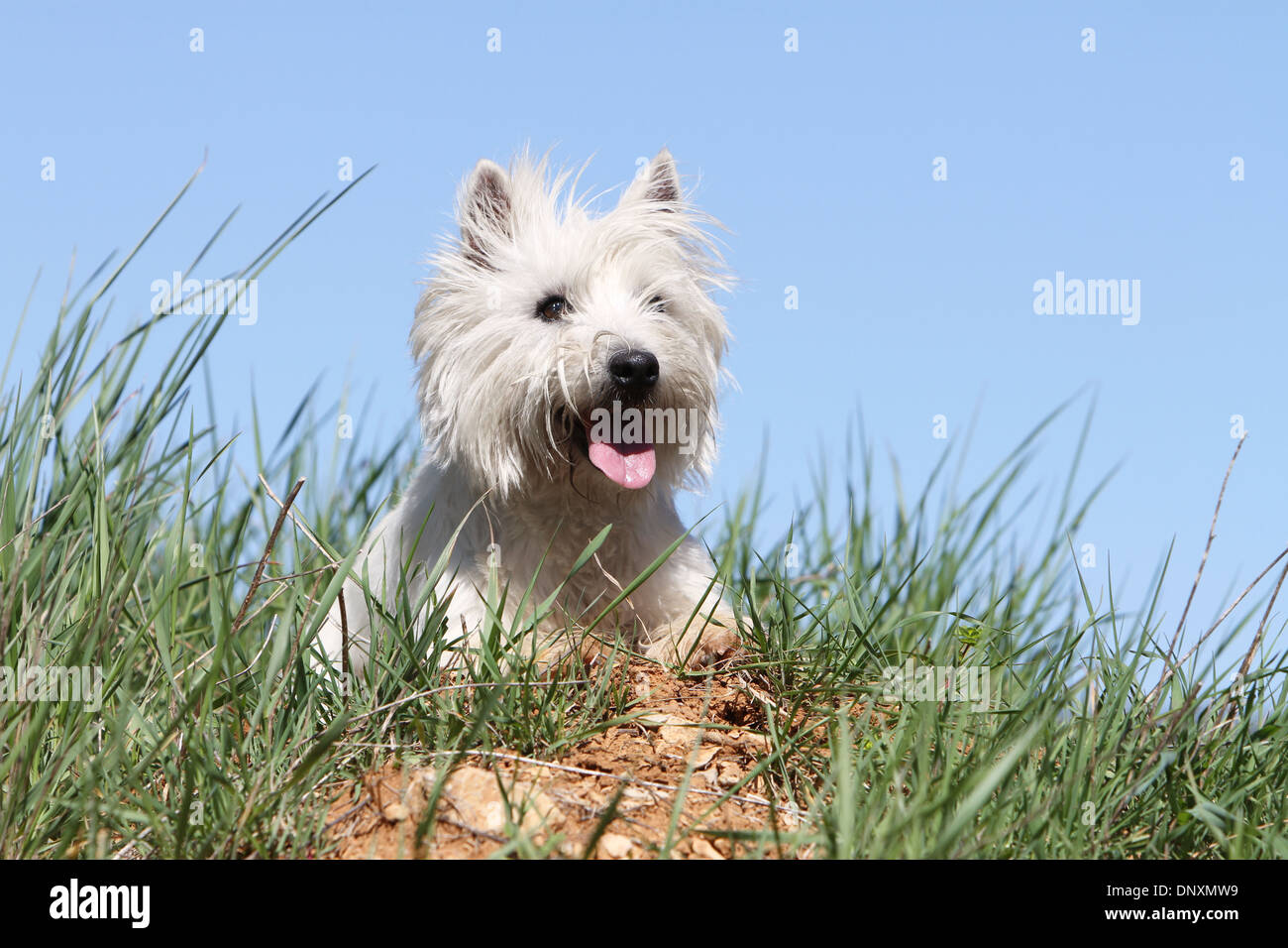 Chien West Highland White Terrier Westie / hot couchée dans un pré Banque D'Images