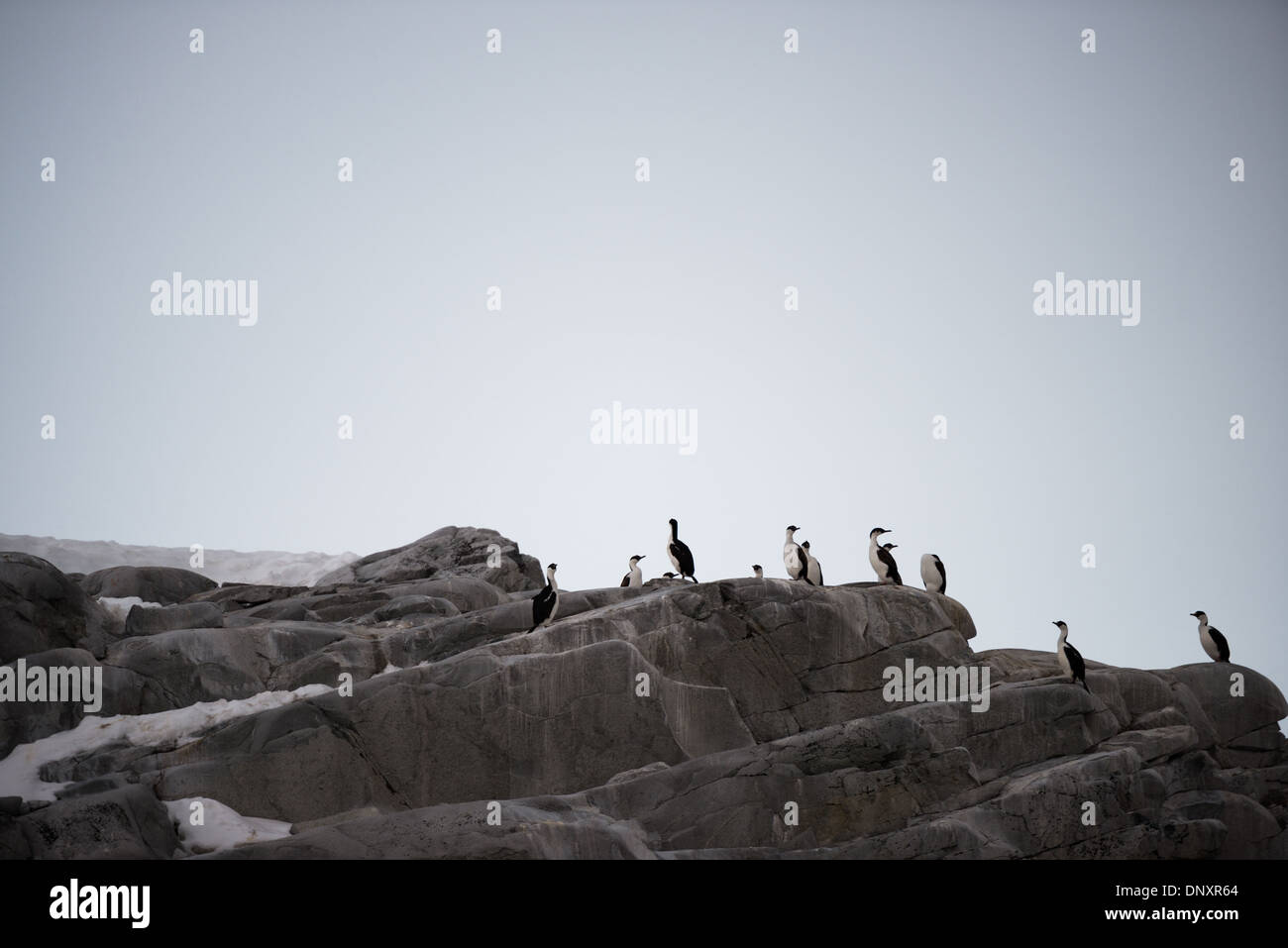 L'ANTARCTIQUE - un groupe de cormorans Antarctique sur rochers gris lisse sur la côte de la péninsule antarctique. Banque D'Images