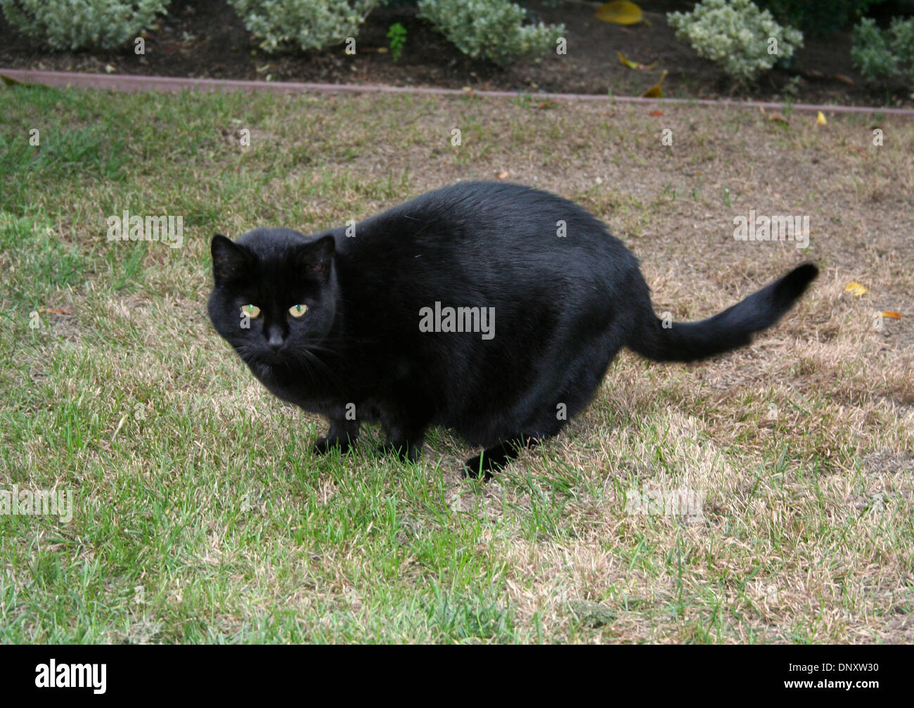 Jan 02 06 Newport Beach Ca Usa Minnie L Adorable Chat De Maison Noire Aime Jouer
