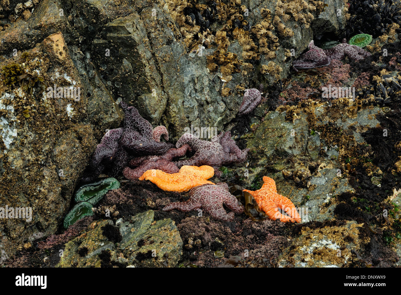 Les étoiles de mer ocre (Pisaster ochraceus) découverte à marée basse, Hope Island, Vancouver Est, Colombie-Britannique, Canada Banque D'Images