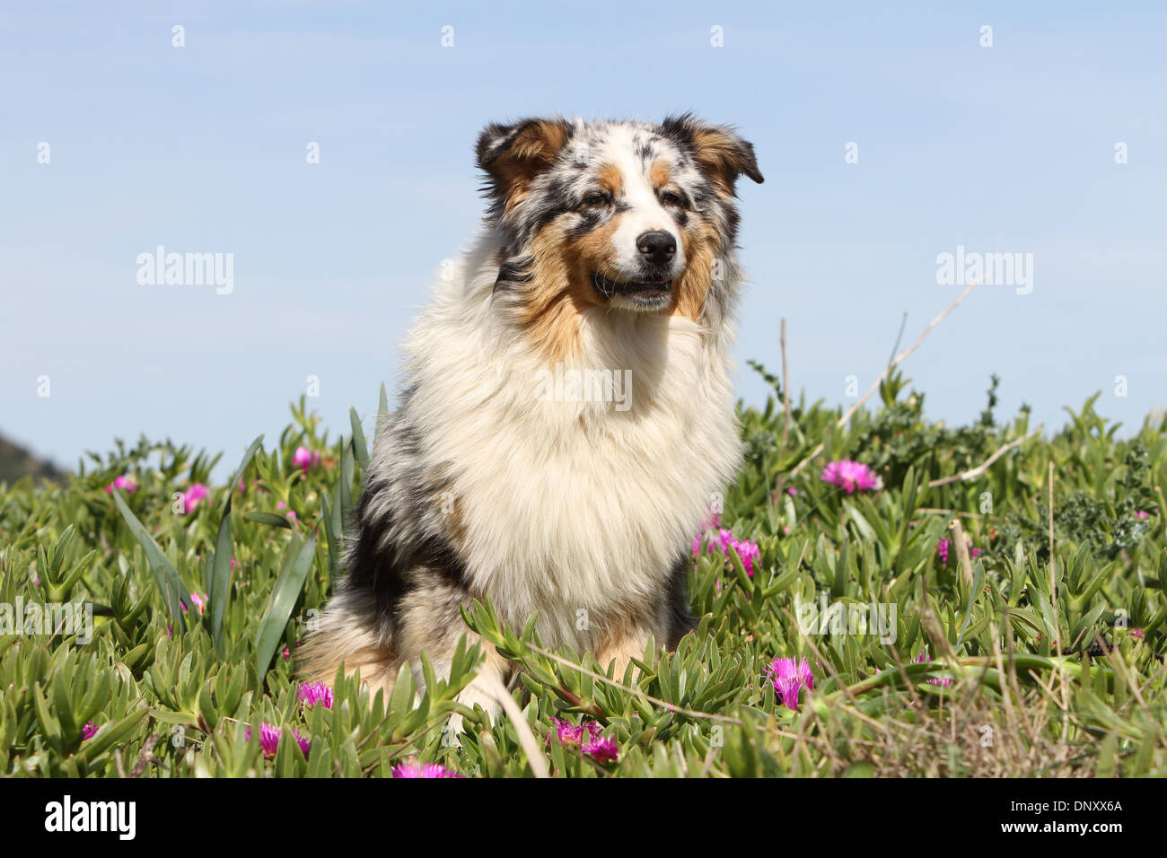 Chien Berger Australien Adultes Aussie Bleu Merle Assis