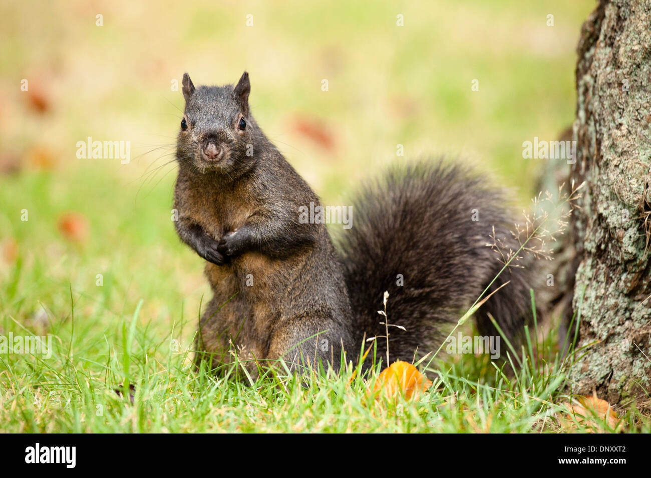 L'écureuil gris noir permanent de mutation à alert-Victoria, Colombie-Britannique, Canada. Banque D'Images