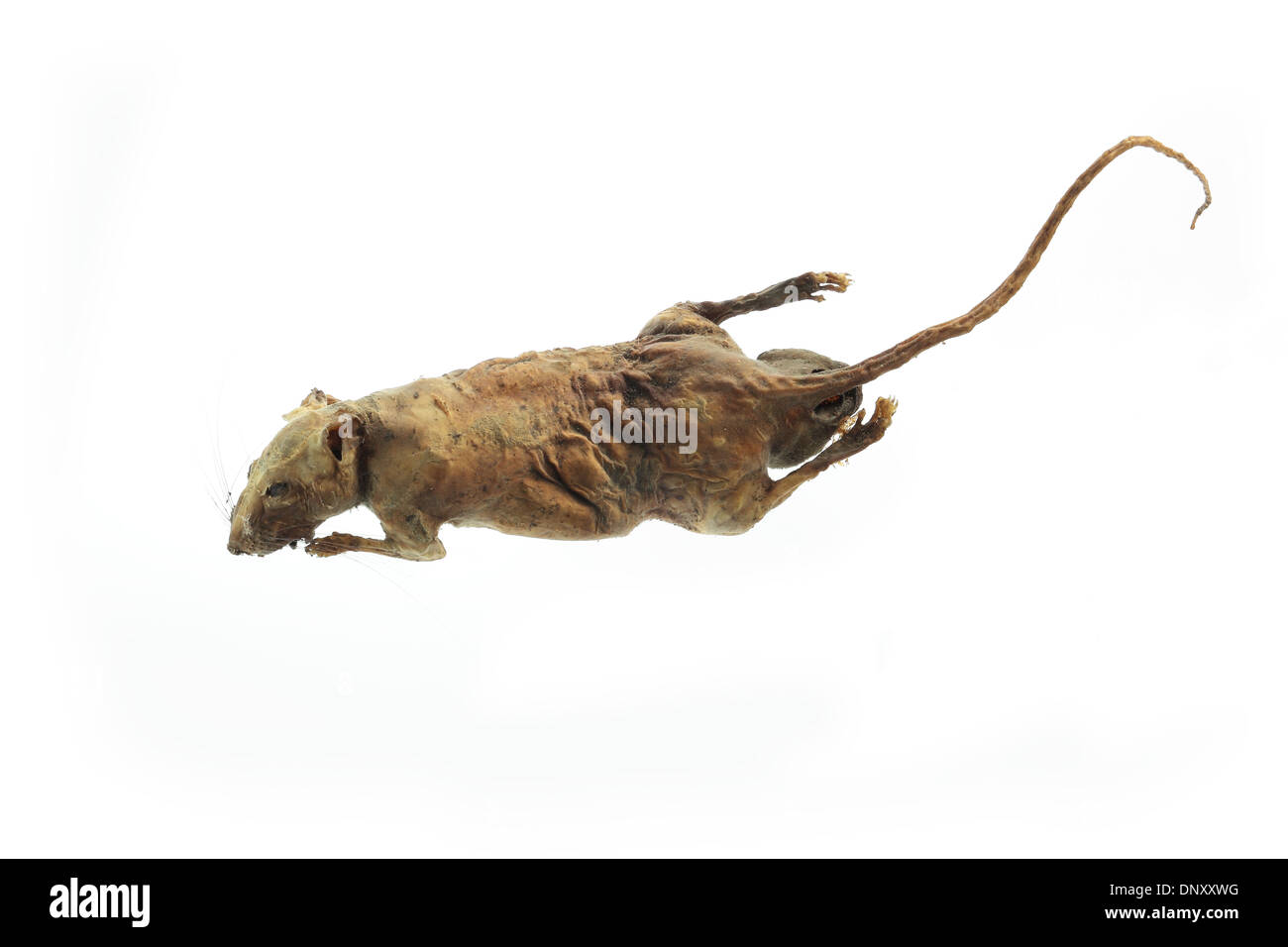 Rat momifié over white background with clipping path Banque D'Images