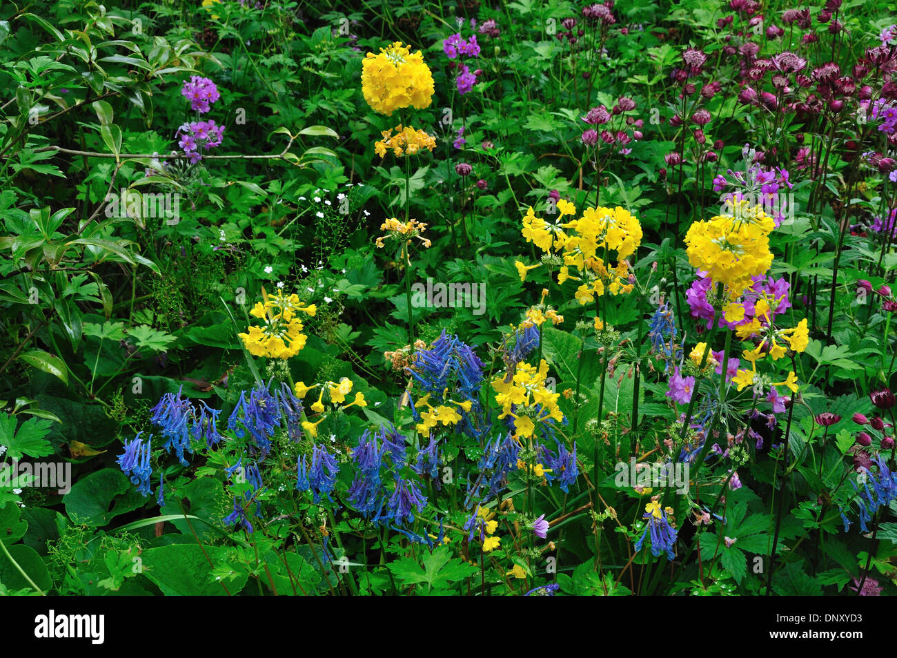 Primula prolifera et corydalis cashmeriensis en fleur dans le Dorset garden. Juin Banque D'Images