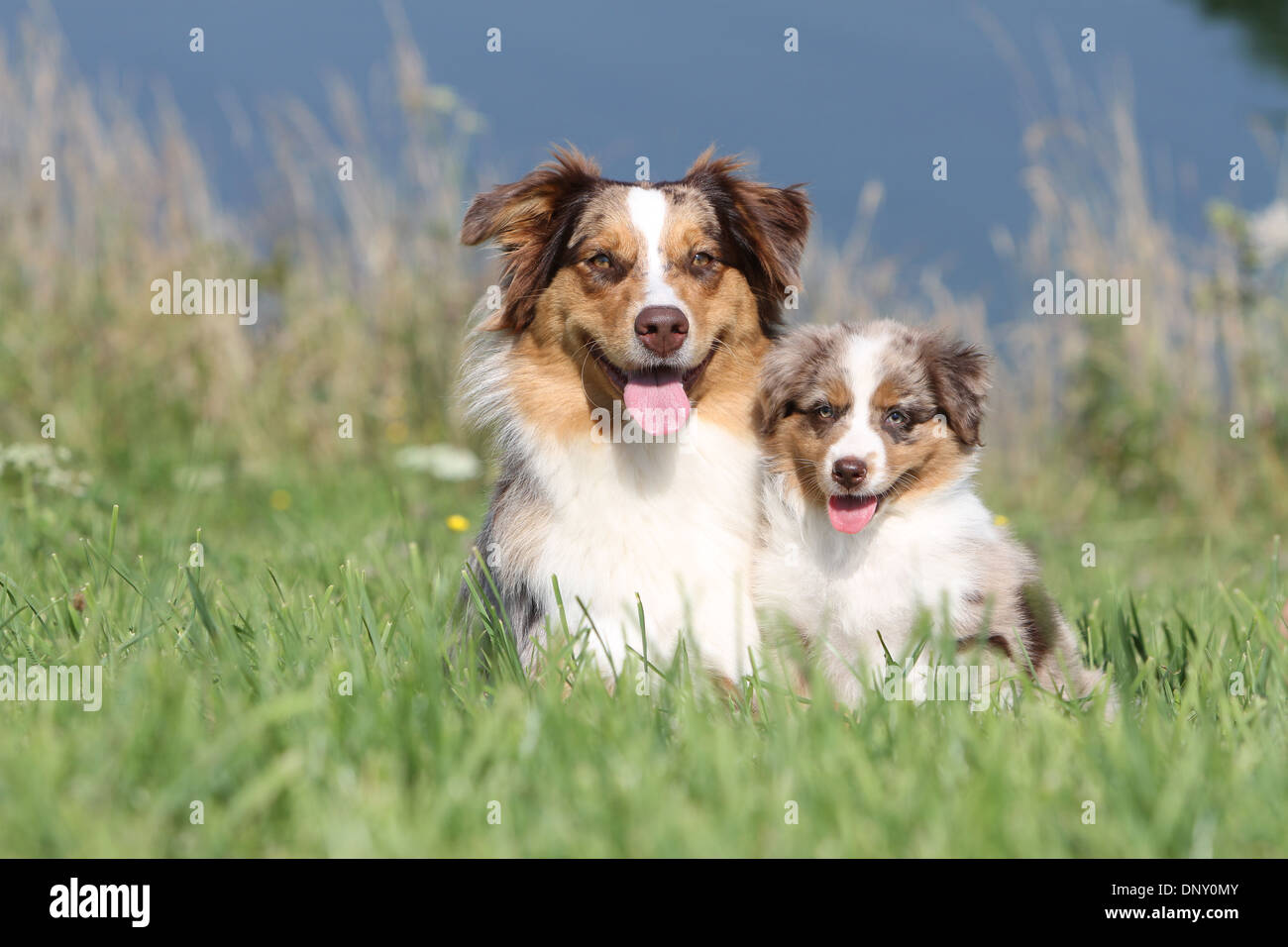 Chien Berger Australien Aussie / adulte et chiot (rouge merle) dans un pré Banque D'Images