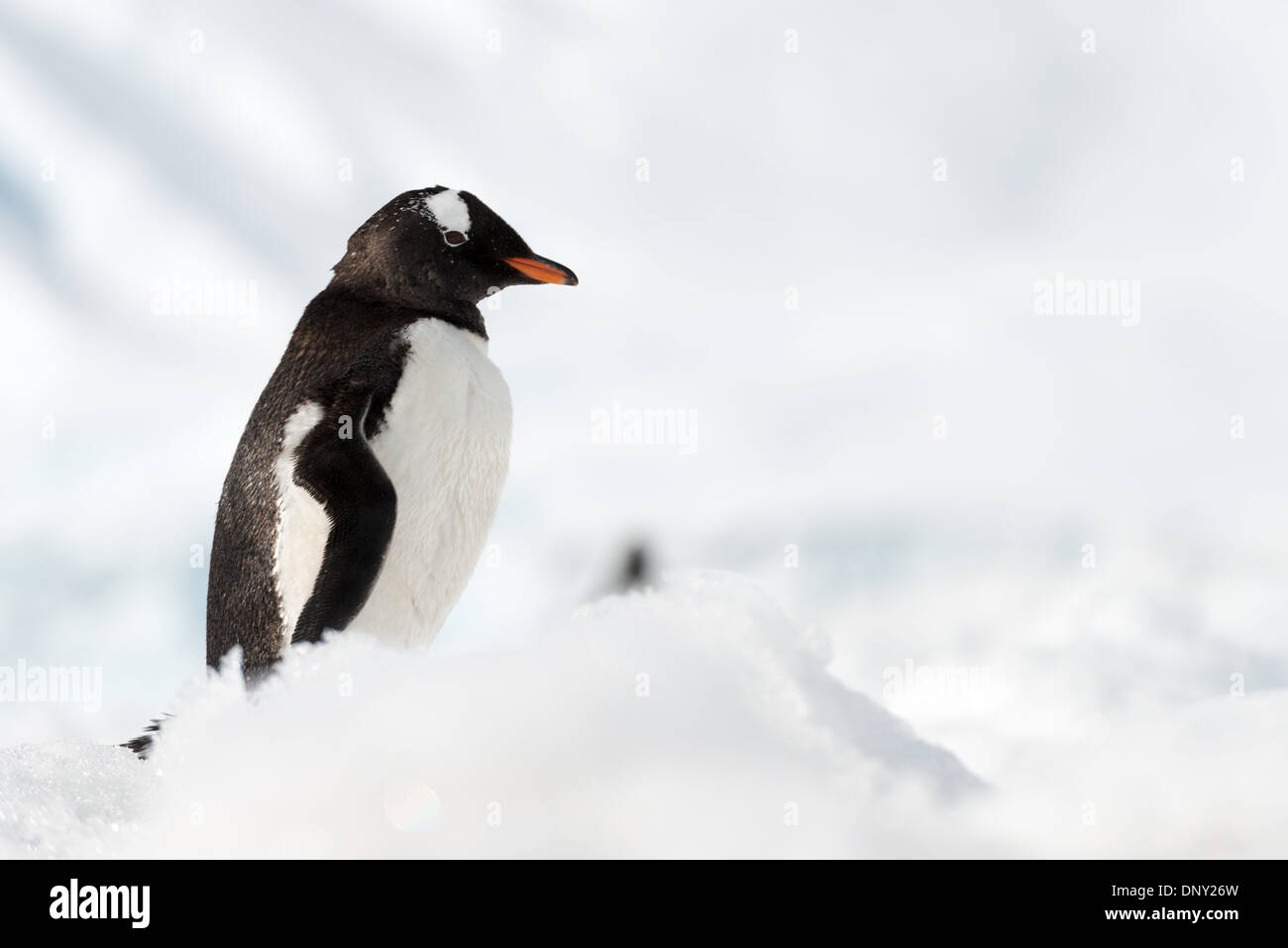 L'ANTARCTIQUE - une seule Gentoo pingouin (Pygoscelis papua) se dresse sur la neige à Neko Harbour sur la péninsule antarctique. Banque D'Images