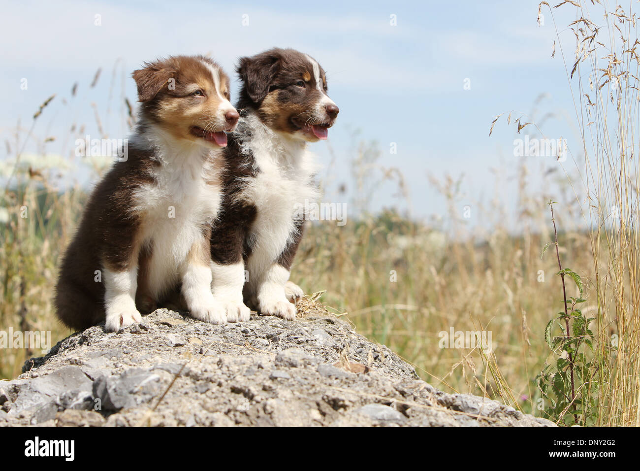 Chien Berger Australien Aussie / deux chiots assis sur un rocher Banque D'Images