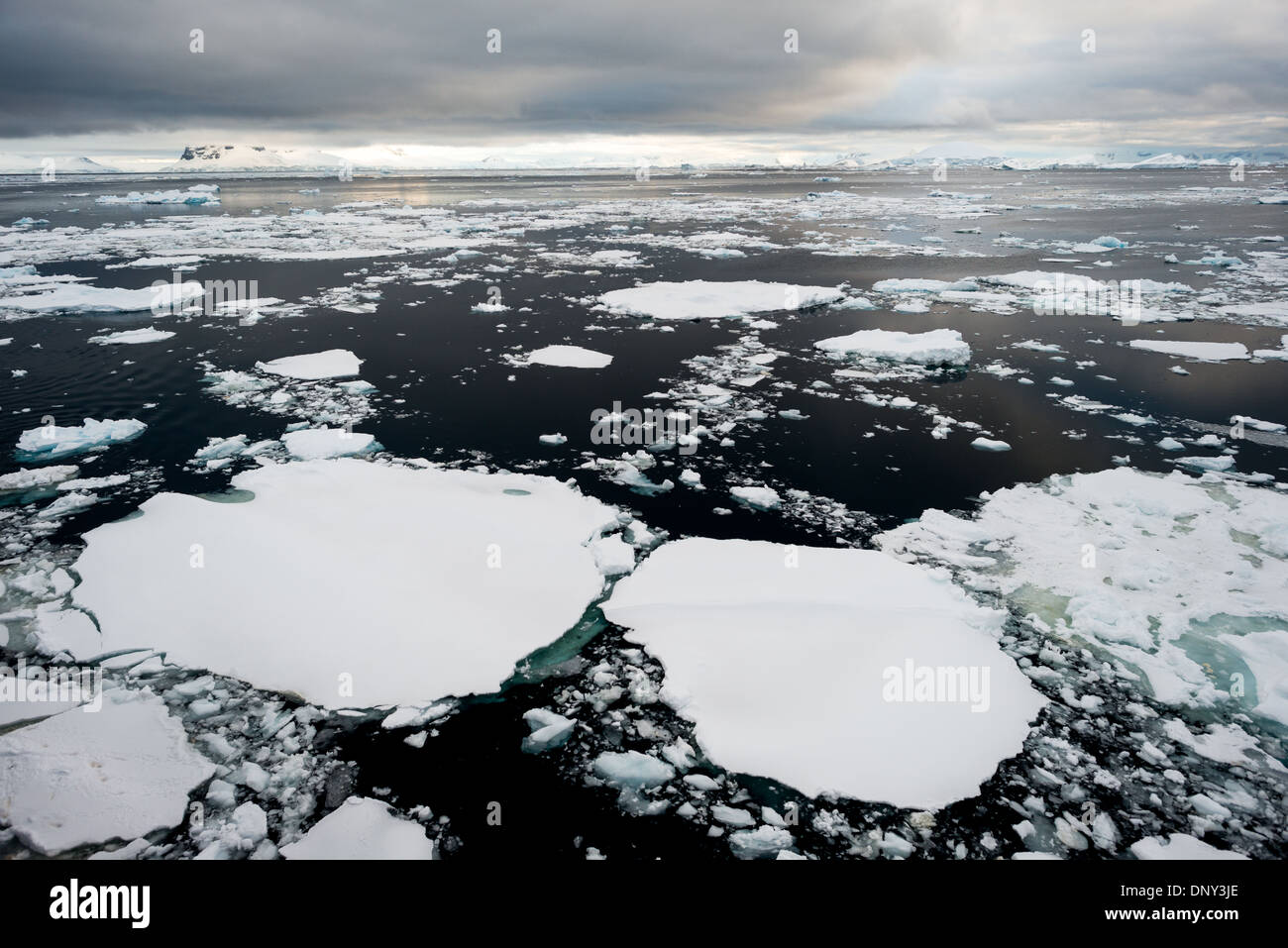 La glace de mer antarctique - à la surface de l'eau dans le Canal Lemaire le long du côté ouest de la péninsule antarctique. Banque D'Images