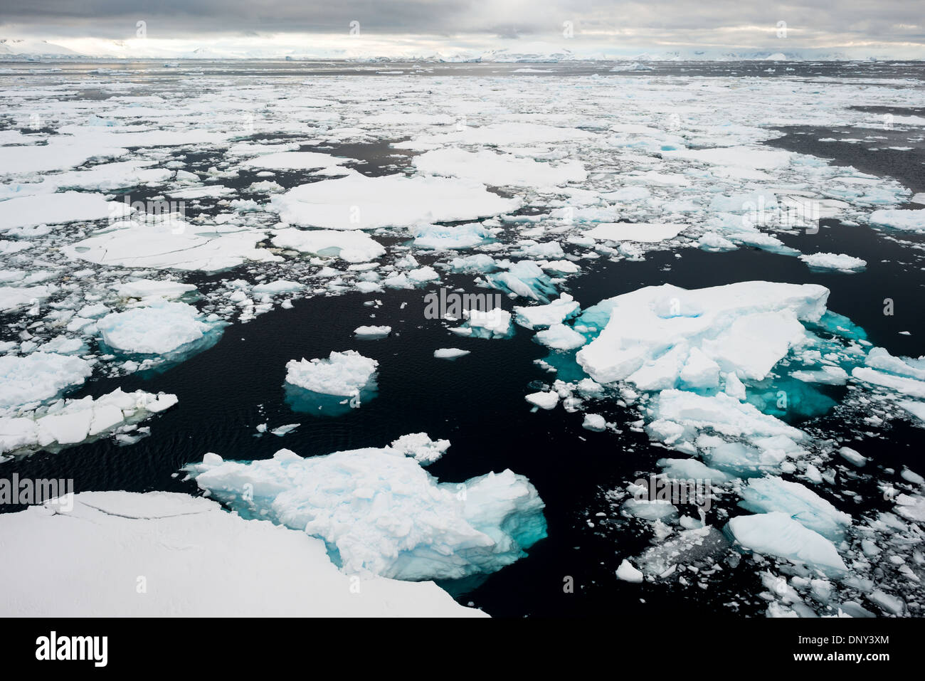 La glace de mer antarctique - à la surface de l'eau dans le Canal Lemaire le long du côté ouest de la péninsule antarctique. Banque D'Images