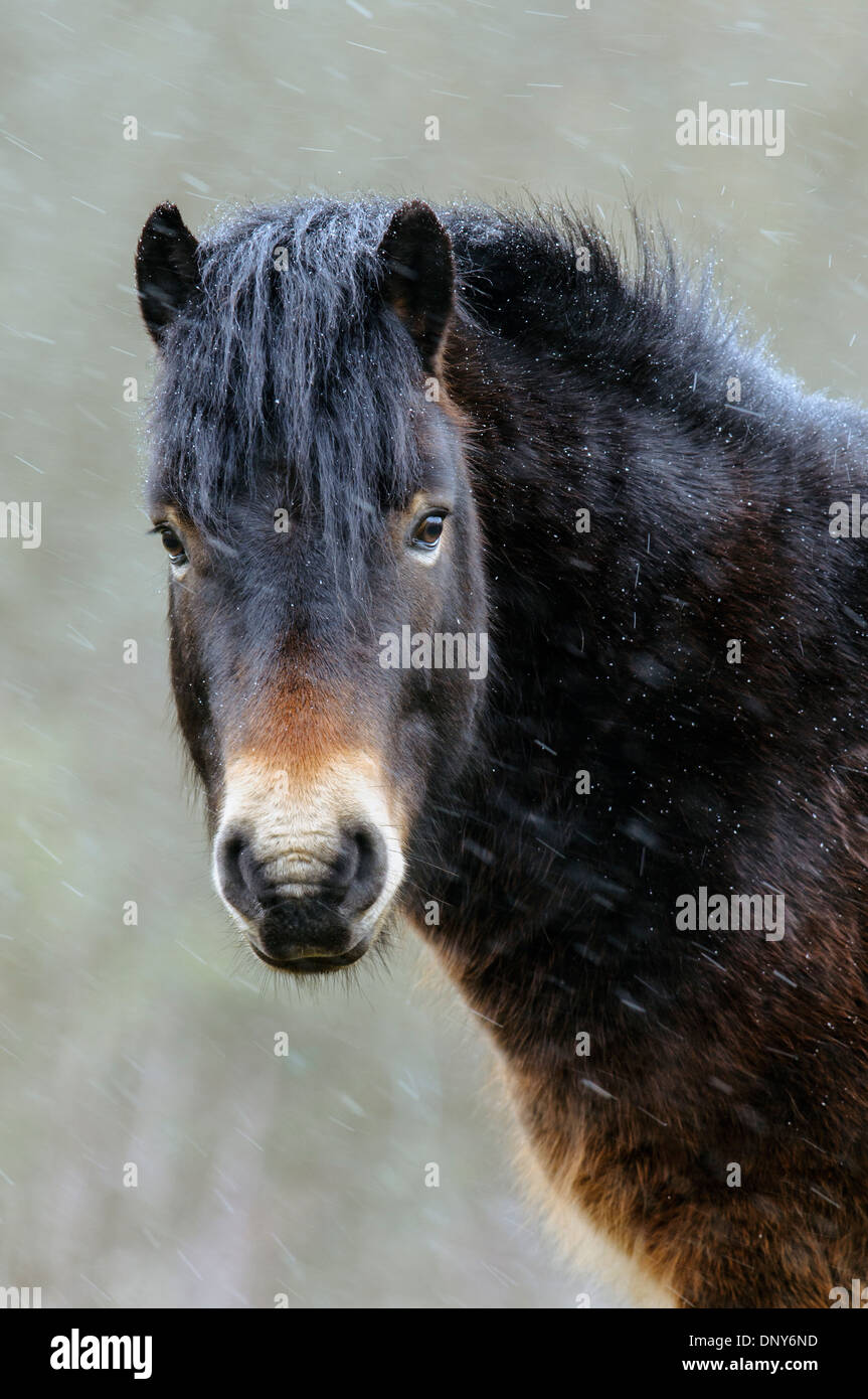 Poney Exmoor avec chute de neige Banque D'Images