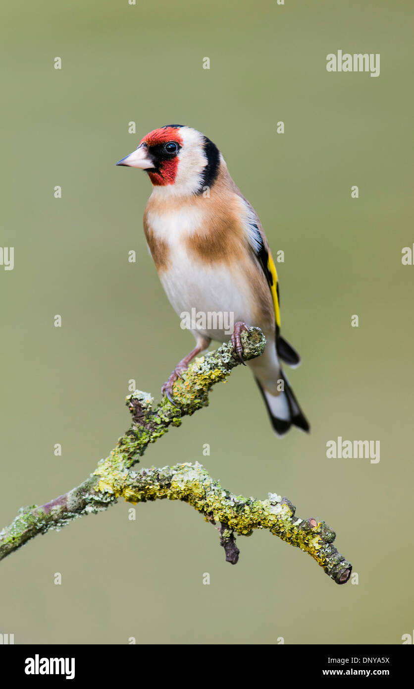 Chardonneret (Carduelis carduelis) Banque D'Images