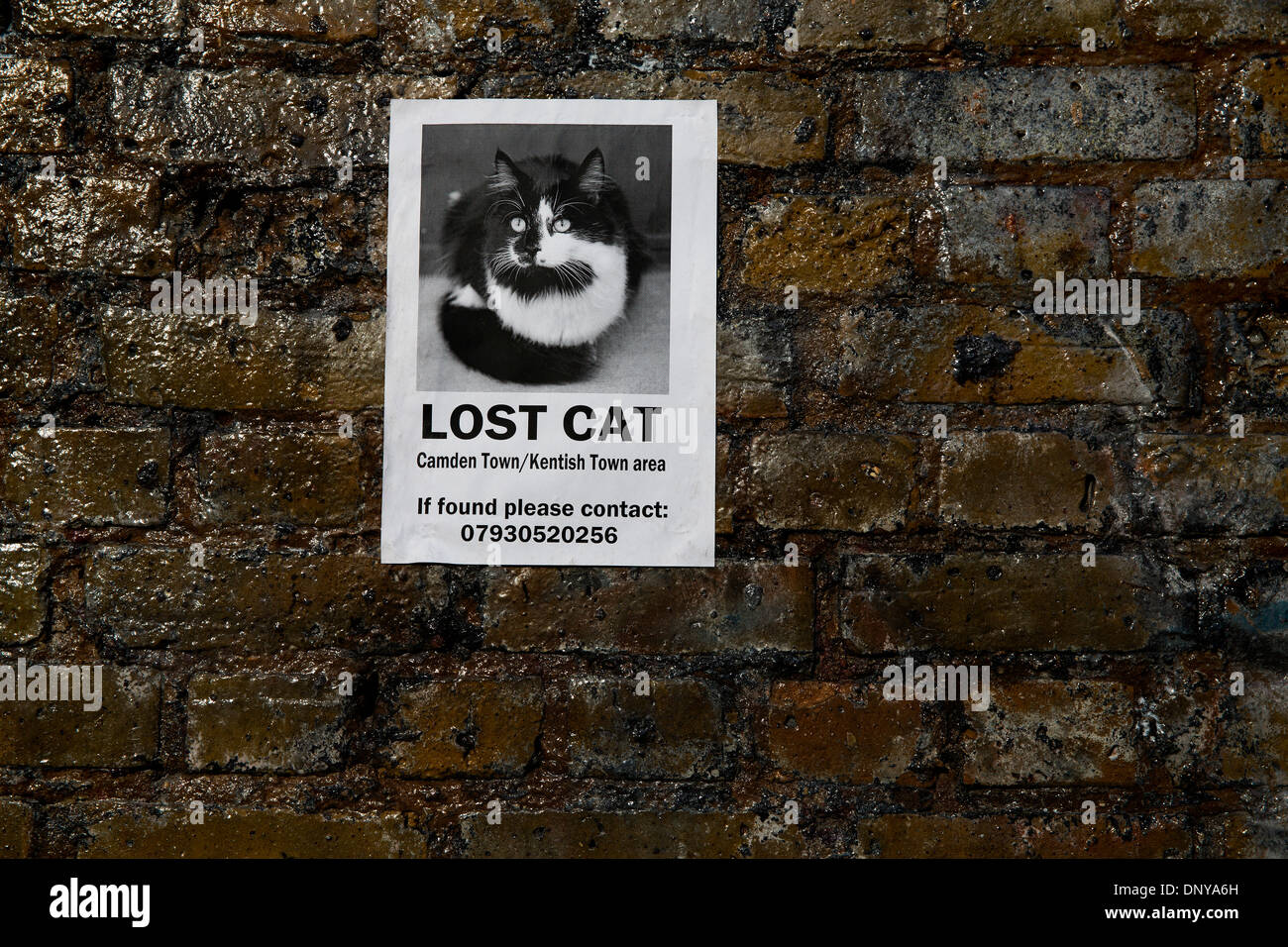 Chat perdu poster sur mur de brique, Camden, London, UK Banque D'Images