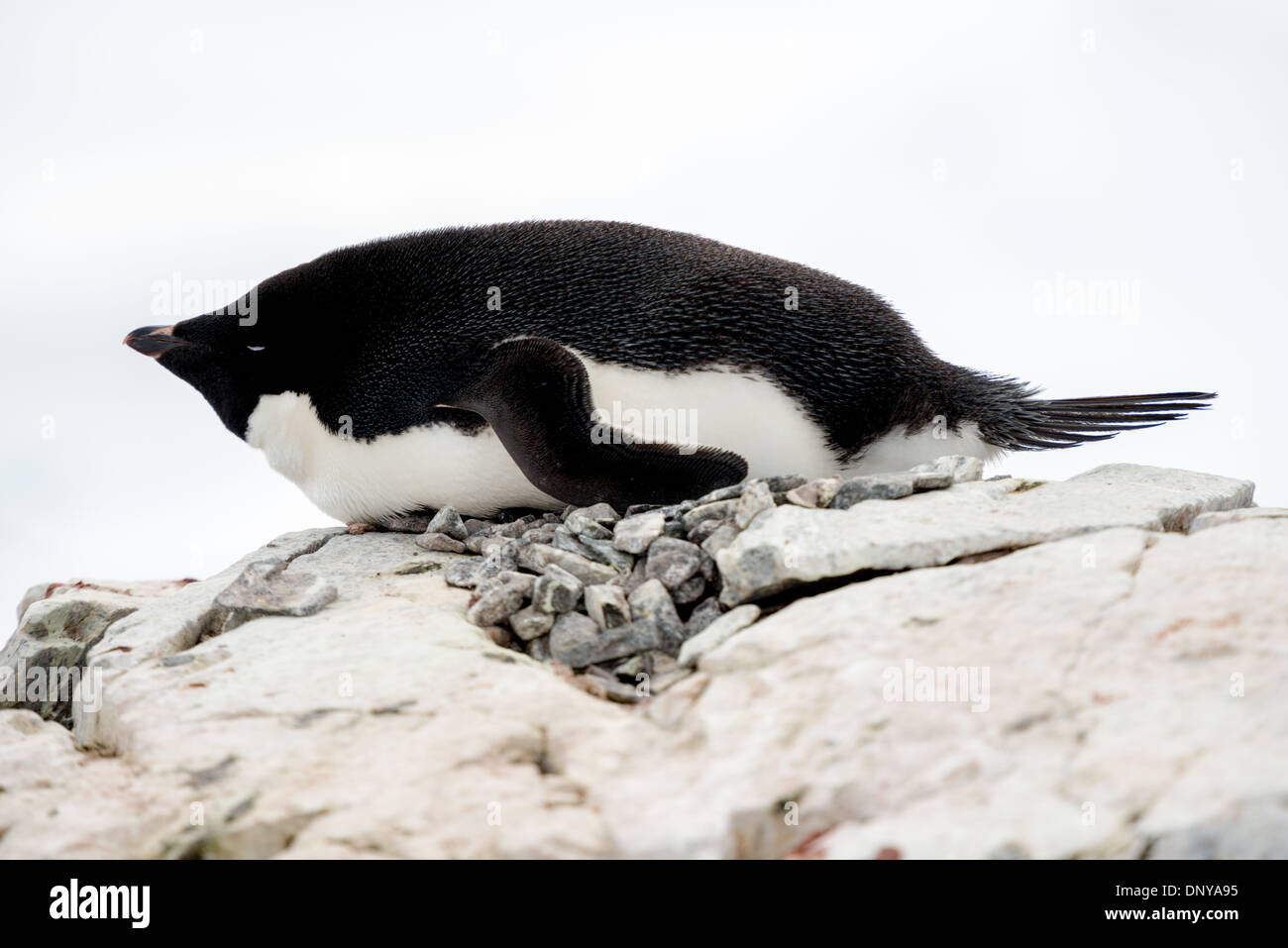 ÎLE PETERMANN, Antarctique — un manchot Adelie (Pygoscelis adeliae) repose sur son nid rocheux sur l'île Petermann, au large de la côte ouest de la péninsule Antarctique. Le nid soigneusement construit du pingouin, fait de petits rochers et de cailloux, est typique du comportement de reproduction de cette espèce dans le rude environnement antarctique. Banque D'Images