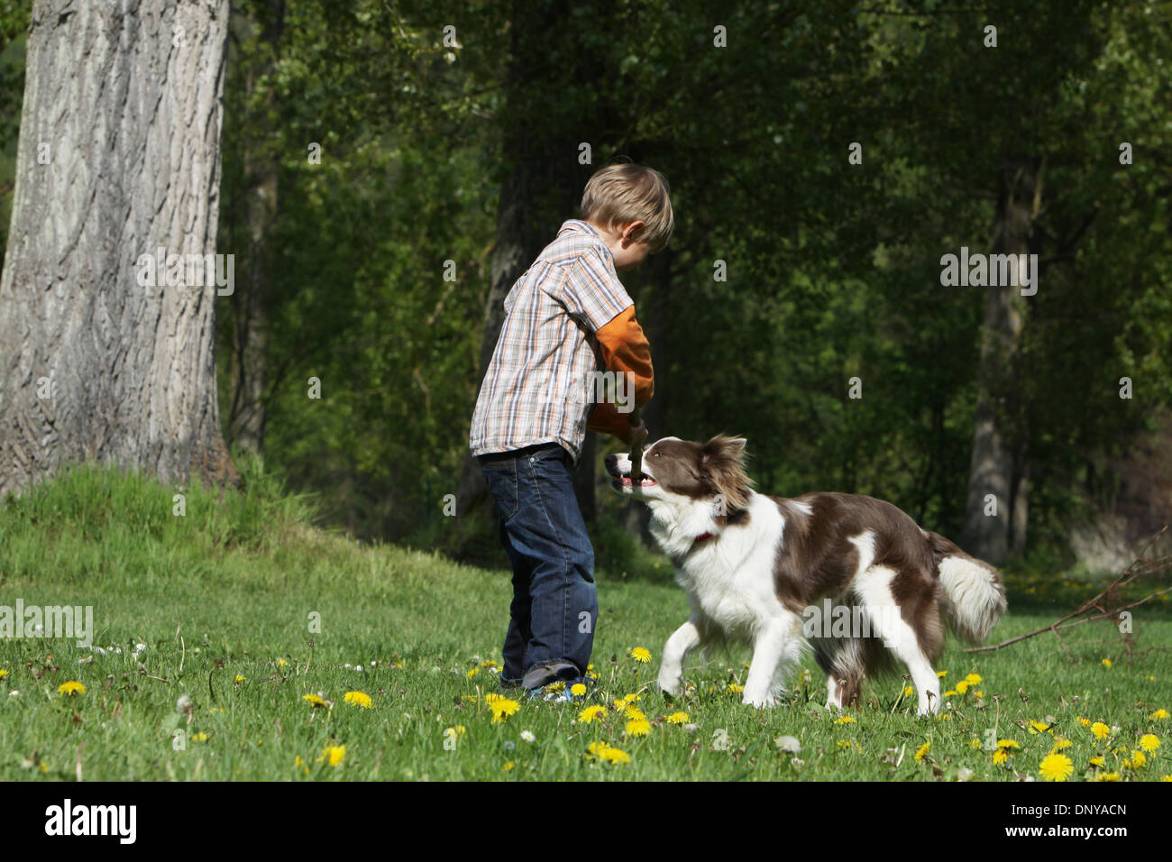 Chien Border Collie adulte et un garçon jouant avec un stick Banque D'Images