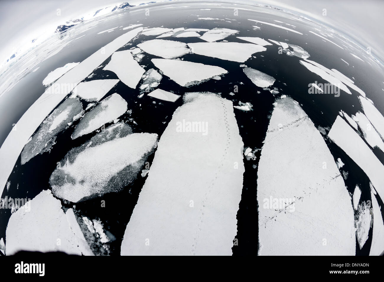 Traces de pingouins sur la banquise de l'île Petermann Antarctique | ÎLE PETERMANN, Antarctique — Des traces de pingouins traversent la banquise brisée près de l'île Petermann dans l'archipel Wilhelm, au large de la péninsule antarctique occidentale, enregistrant les trajets quotidiens des manchots Adélie et des manchots papas entre les sites de nidification et les eaux libres. Le cairn historique de l'île sur la colline Megalestris est protégé en tant que site historique et monument n° 27 du Traité antarctique. Banque D'Images