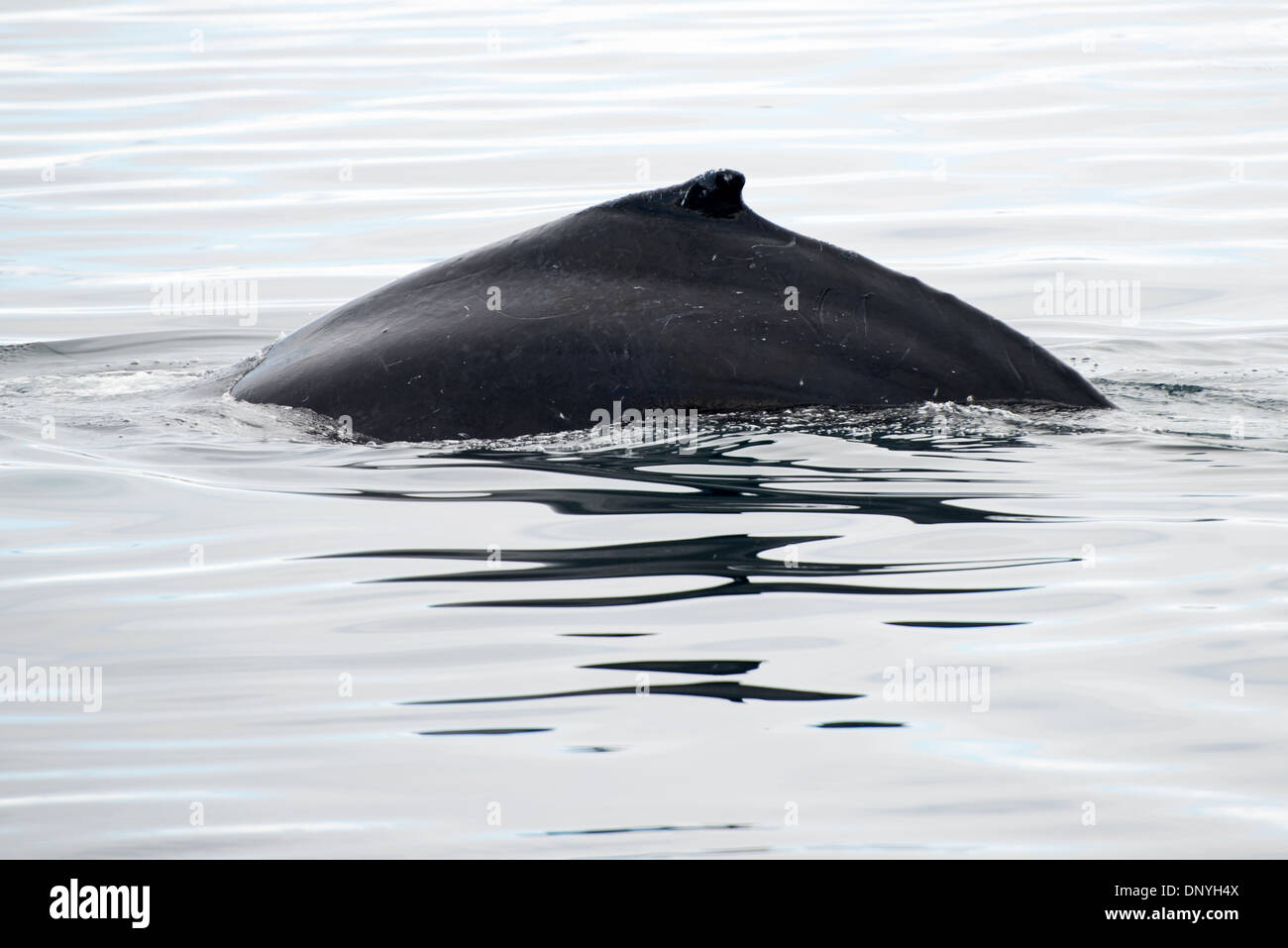 Baleine à bosse plongeant dans la baie Fournier, péninsule antarctique | BAIE FOURNIER, Antarctique — Une baleine à bosse cambre son dos et sa petite bosse dorsale au-dessus de la surface de la baie Fournier avant de descendre vers les bancs de krill en dessous. La nageoire dorsale en forme de bosse, visible ici alors que la baleine s'incline vers le bas, a donné son nom commun à l'espèce et la distingue des autres baleines à fanons travaillant dans le détroit de Gerlache. Banque D'Images
