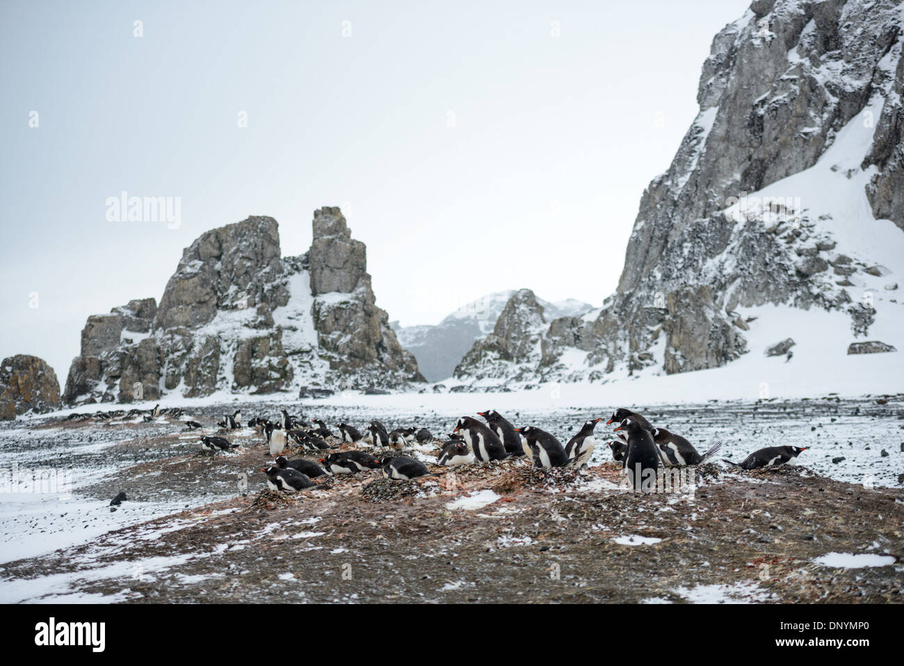 - L'ANTARCTIQUE manchots nicheurs sur une section de plage sur l'île Livingston dans les îles Shetland du Sud, l'Antarctique. Banque D'Images
