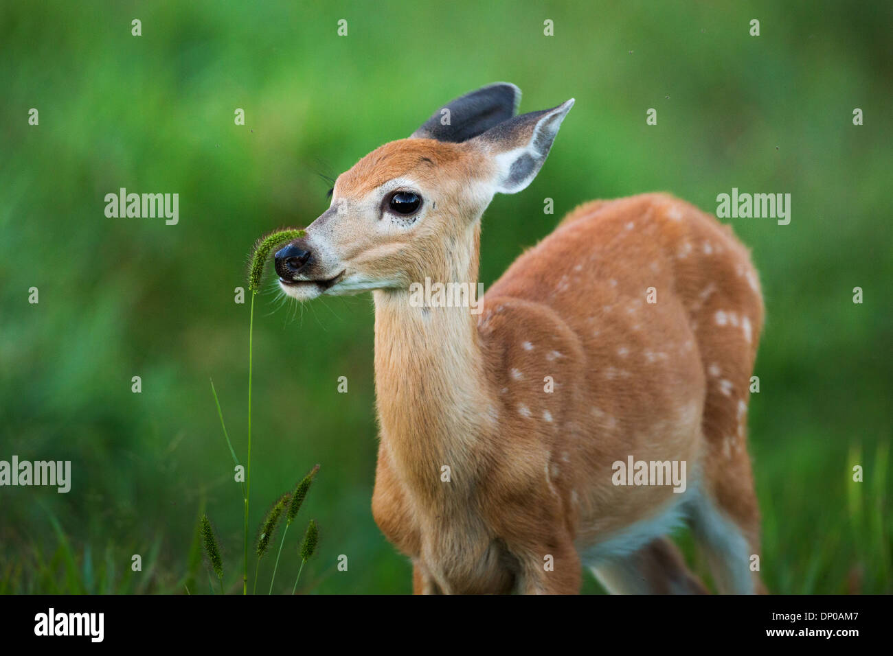 Le cerf de Virginie (Odocoileus virginianus) Banque D'Images