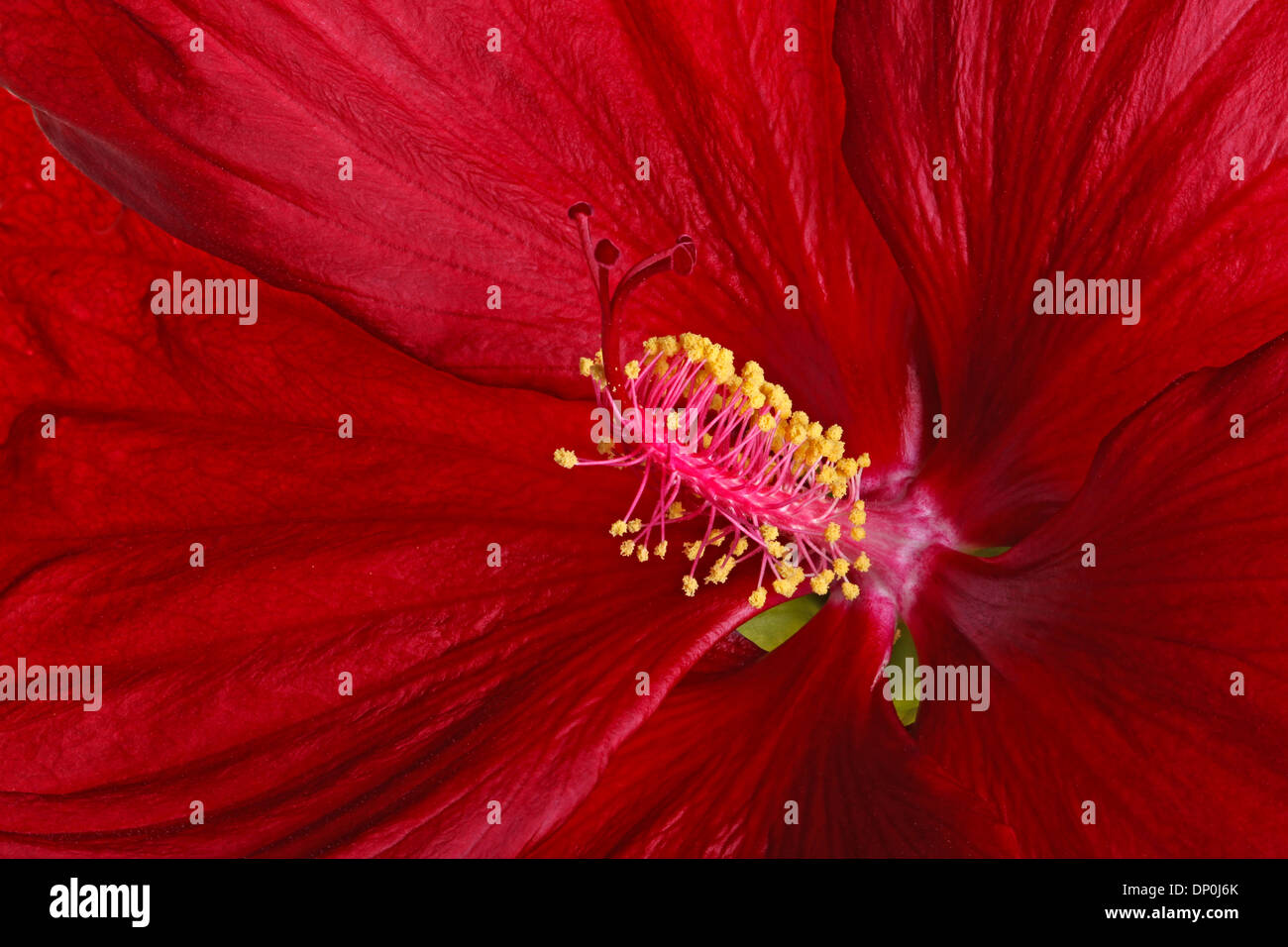 Gros plan de fleurs rouge sombre d'hibiscus (Hibiscus moscheutos hybride, swamp-mauve rose ou mauve rose) Banque D'Images