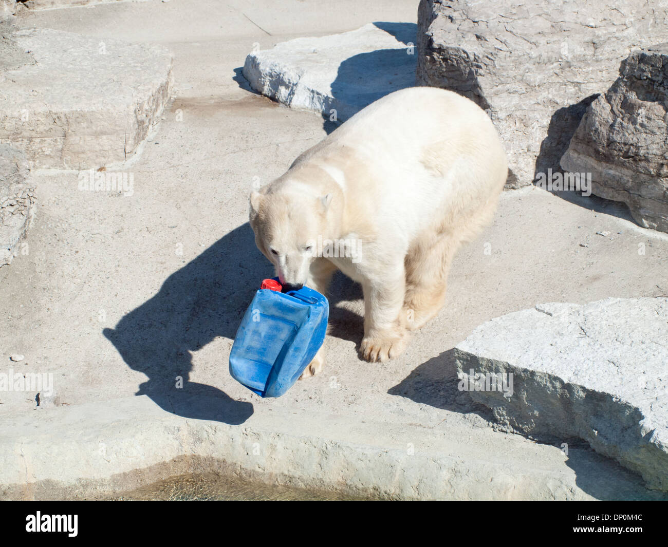 Une femelle ours polaire joue avec un jouet au Zoo de Toronto à Toronto, Ontario, Canada. Banque D'Images