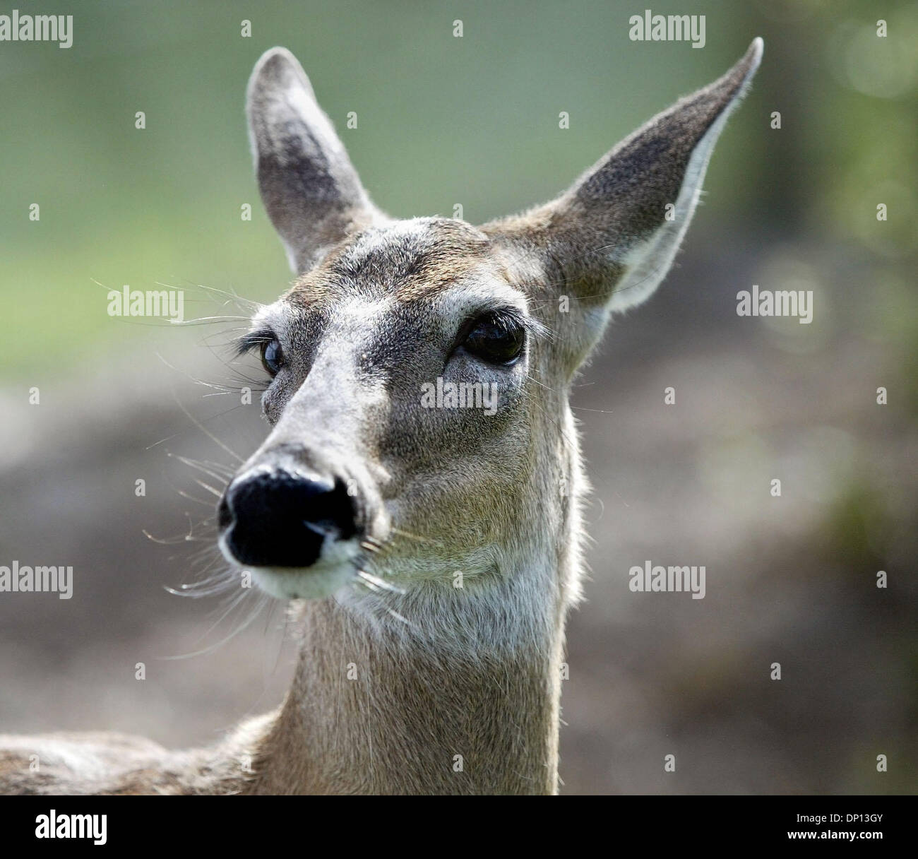 Apr 14, 2006 ; Wellington, FL, USA ; un cerf vit à Leeann Connelly's Tropical étang et jardin dans la région de Wellington. Crédit obligatoire : Photo par Taylor Jones/Palm Beach Post/ZUMA Press. (©) Copyright 2006 par Palm Beach Post Banque D'Images