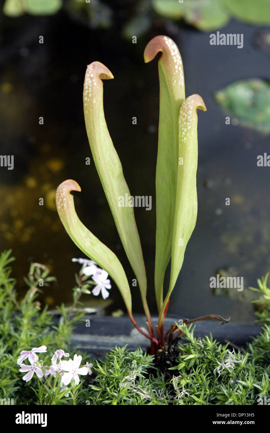 Apr 14, 2006 ; Wellington, FL, USA ; Sweats sarracénie pourpre, une plante en voie de disparition, dans Leeann Connelly's Tropical étang et jardin dans la région de Wellington. Crédit obligatoire : Photo par Taylor Jones/Palm Beach Post/ZUMA Press. (©) Copyright 2006 par Palm Beach Post Banque D'Images